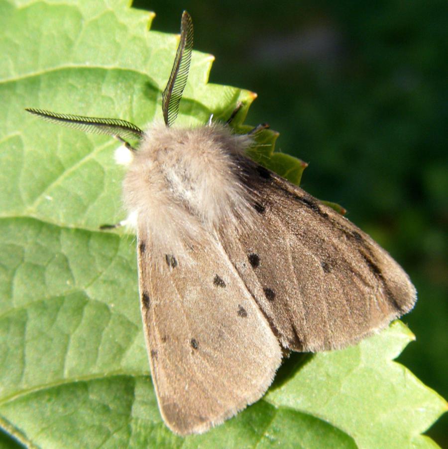 Muslin Moth | NatureSpot
