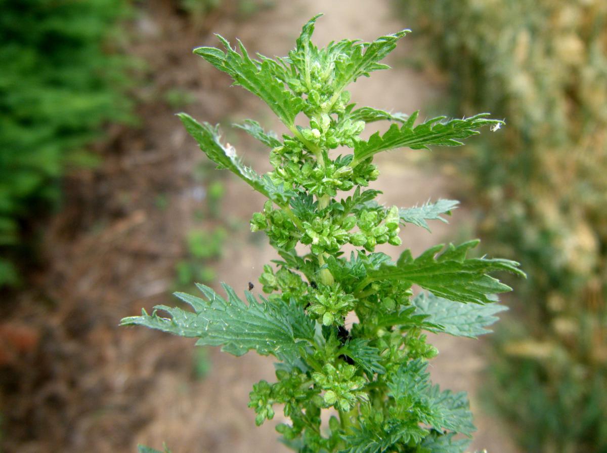 Small Nettle | NatureSpot