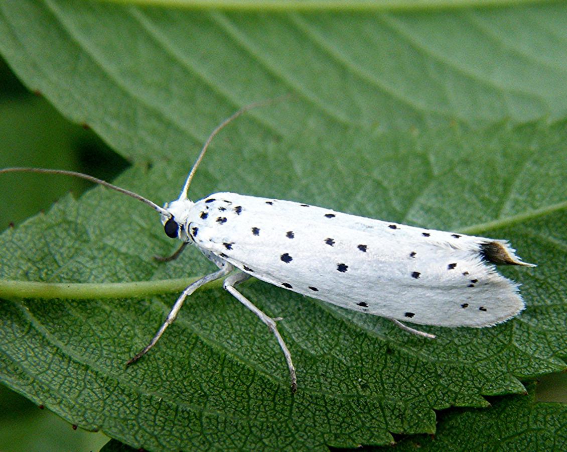Ermine Moth agg. | NatureSpot