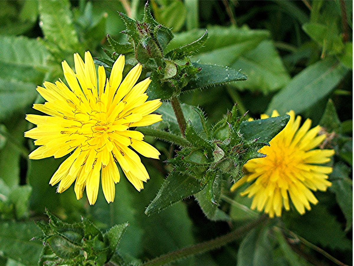 Bristly Oxtongue | NatureSpot