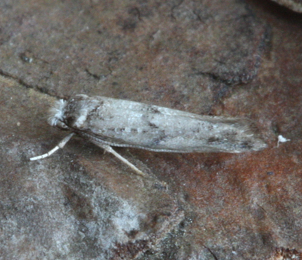 Paraswammerdamia nebulella | NatureSpot