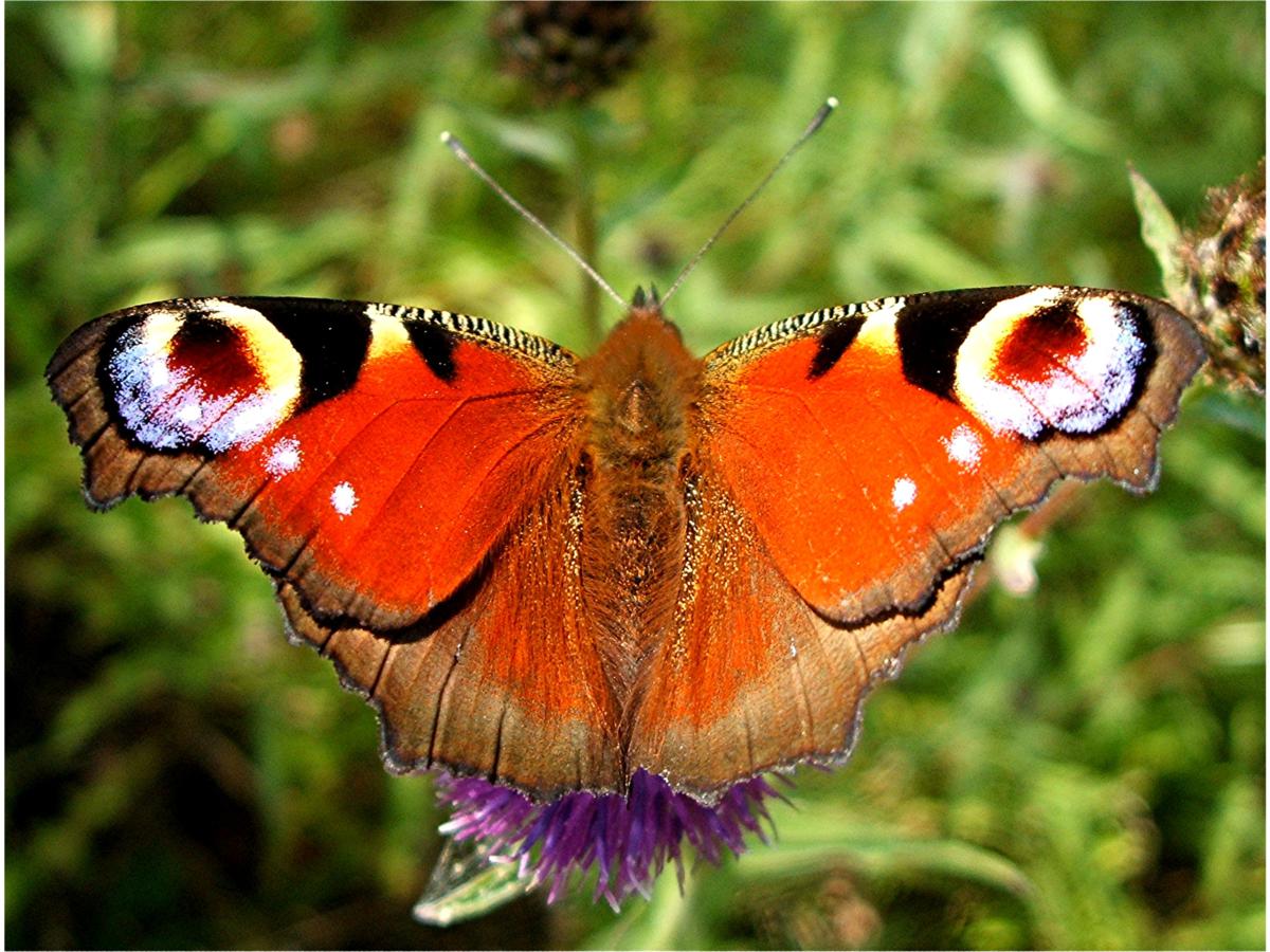 Peacock | NatureSpot