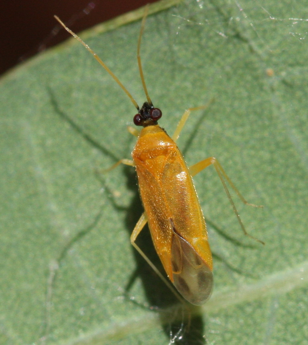 Phylus melanocephalus | NatureSpot