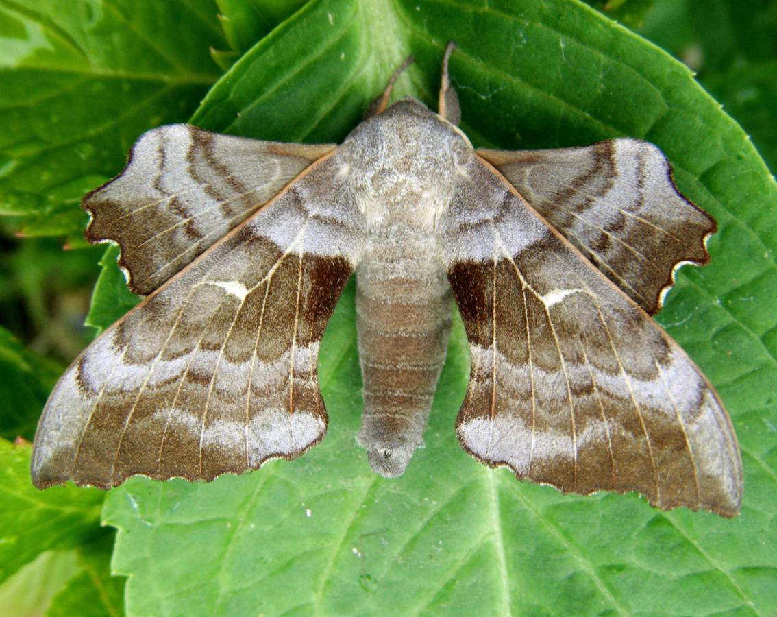 https://warehouse1.indicia.org.uk/upload/12/92/96/Poplar%20Hawk-moth%20(Laothoe%20populi)%20Harecroft%20Crescent,%20Sapcote%20SP49019371%20(taken%2028.5.2010).JPG