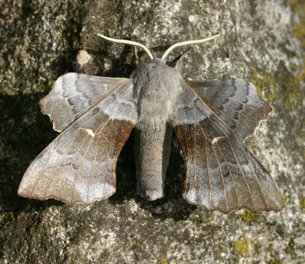 Poplar Hawk-moth  Butterfly Conservation