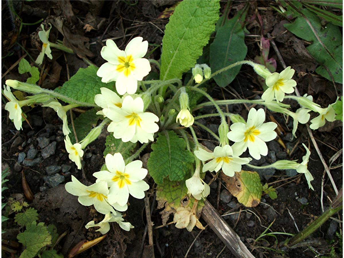Primrose | NatureSpot