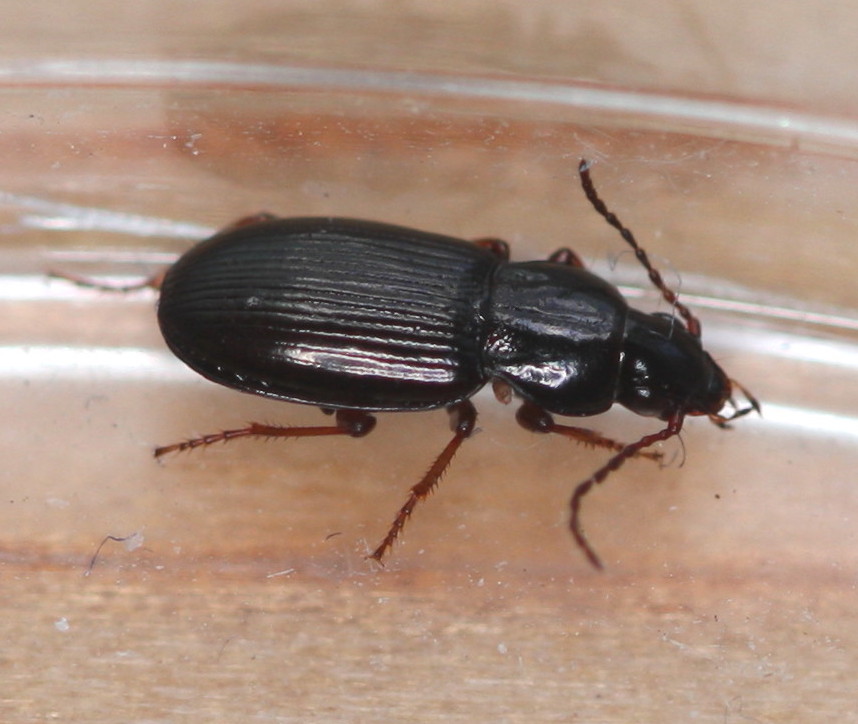 Pterostichus strenuus NatureSpot