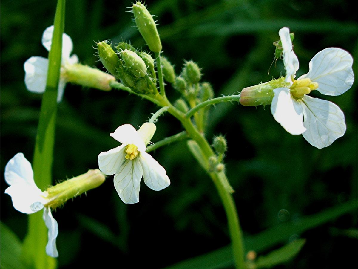 Wild Radish | NatureSpot
