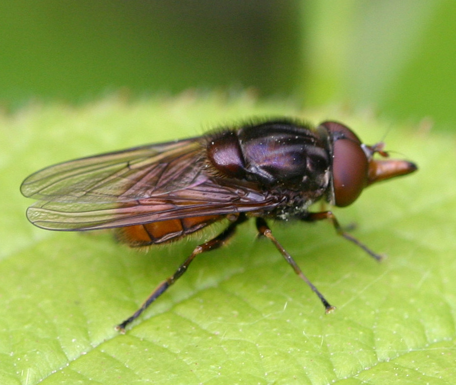 ID Guide to Common Hoverflies | NatureSpot