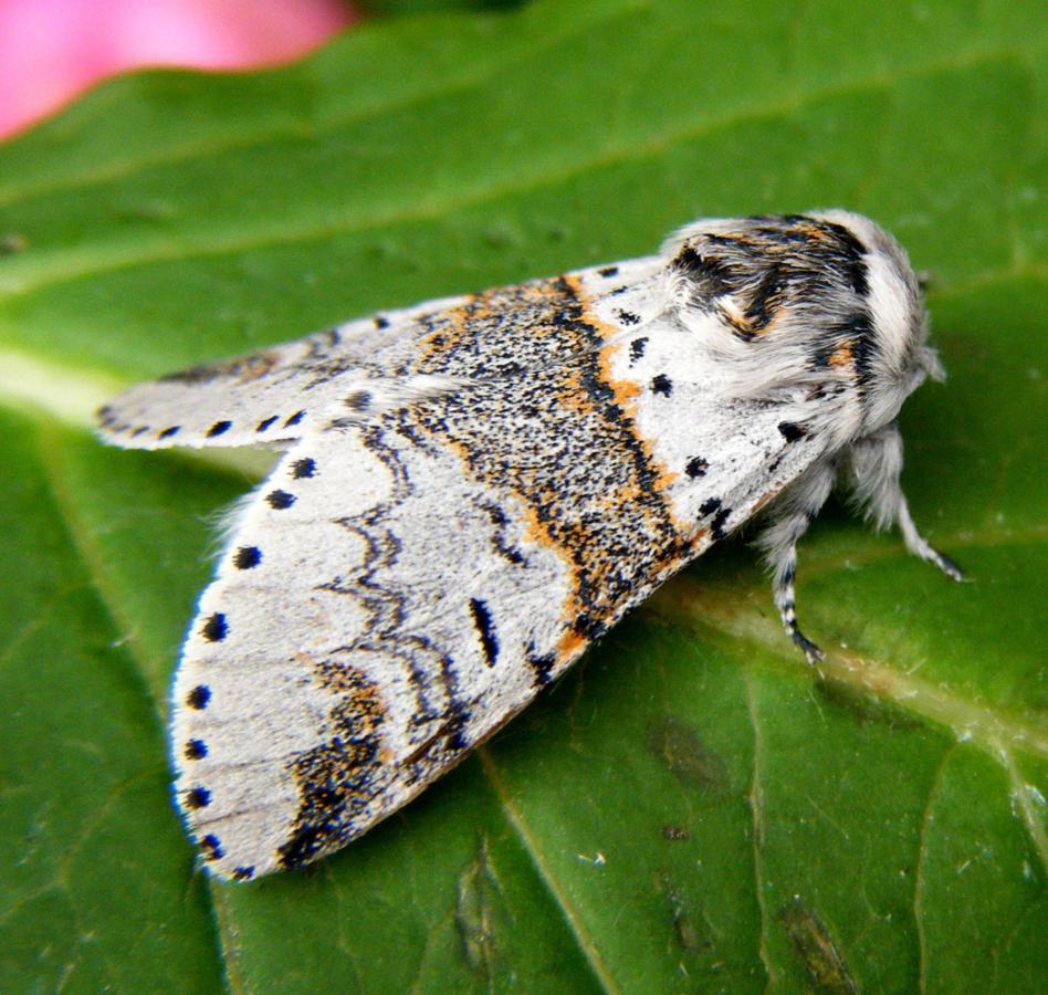 Sallow Kitten | NatureSpot