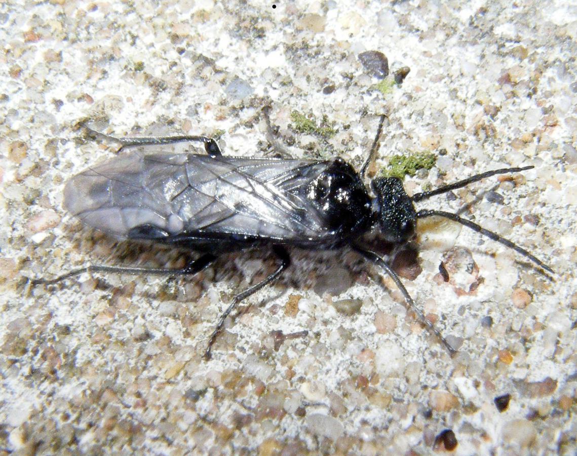 Dolerus nitens | NatureSpot