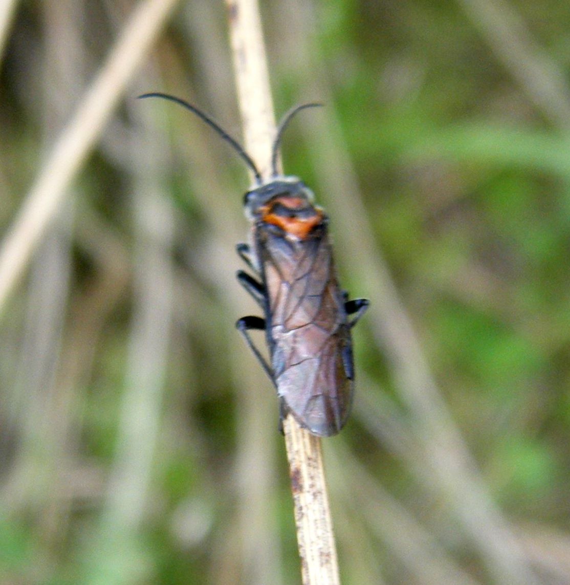Dolerus triplicatus | NatureSpot