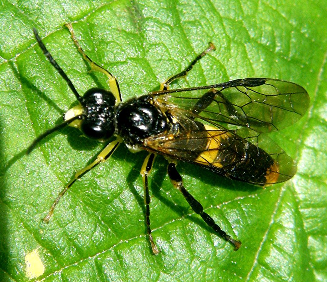 Tenthredo temula | NatureSpot
