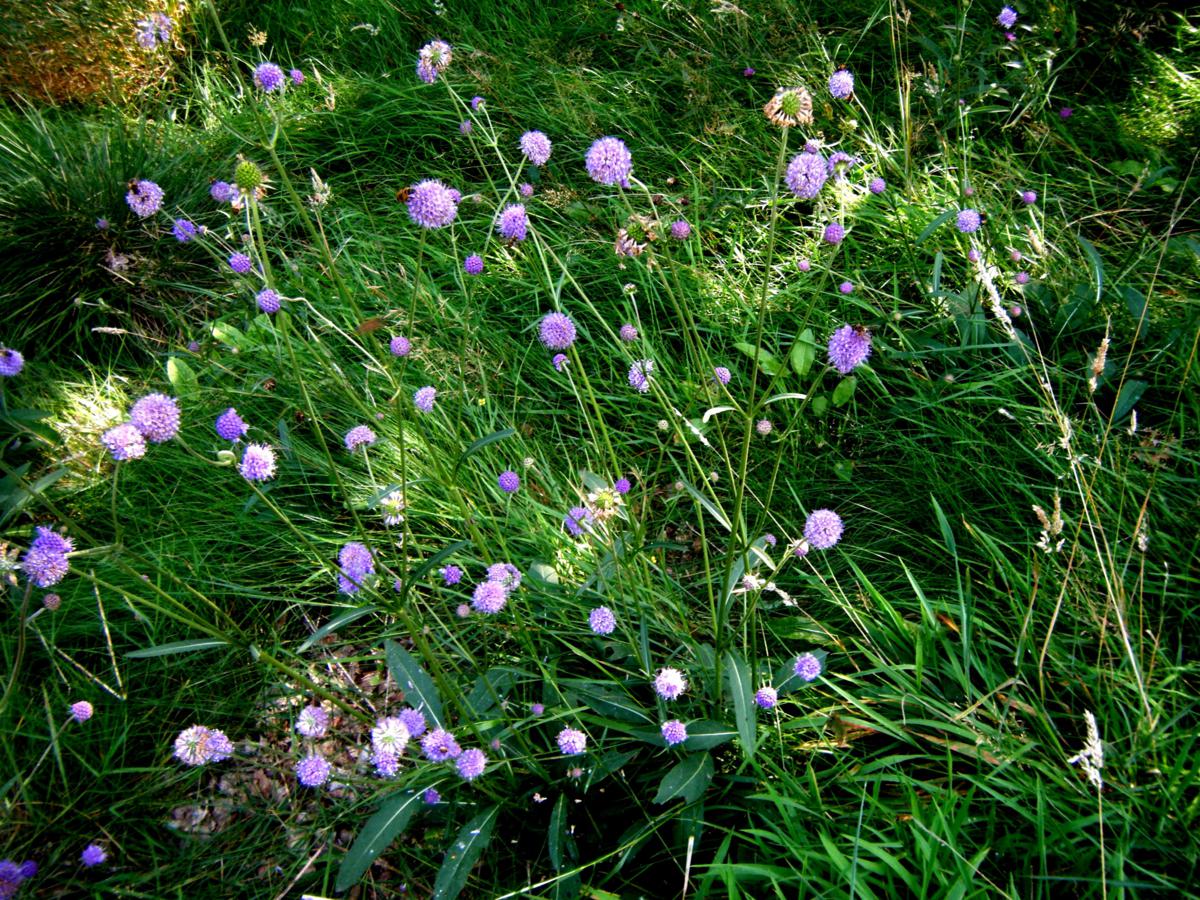 Devil's-bit Scabious | NatureSpot