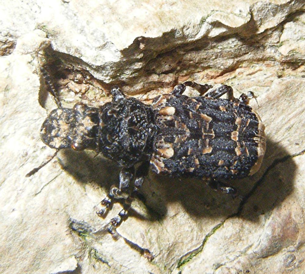 Scarce Fungus Weevil | NatureSpot