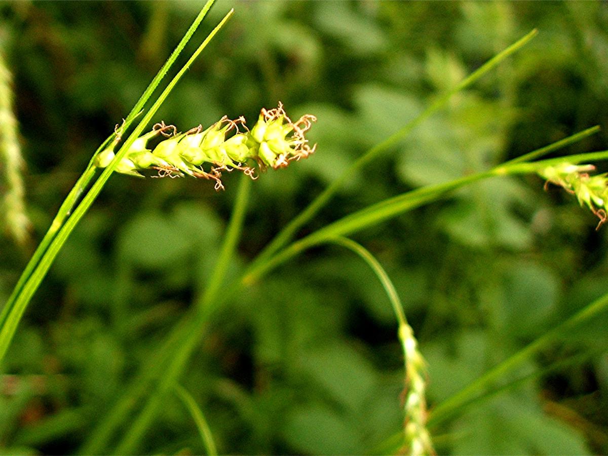 Wood-sedge | NatureSpot