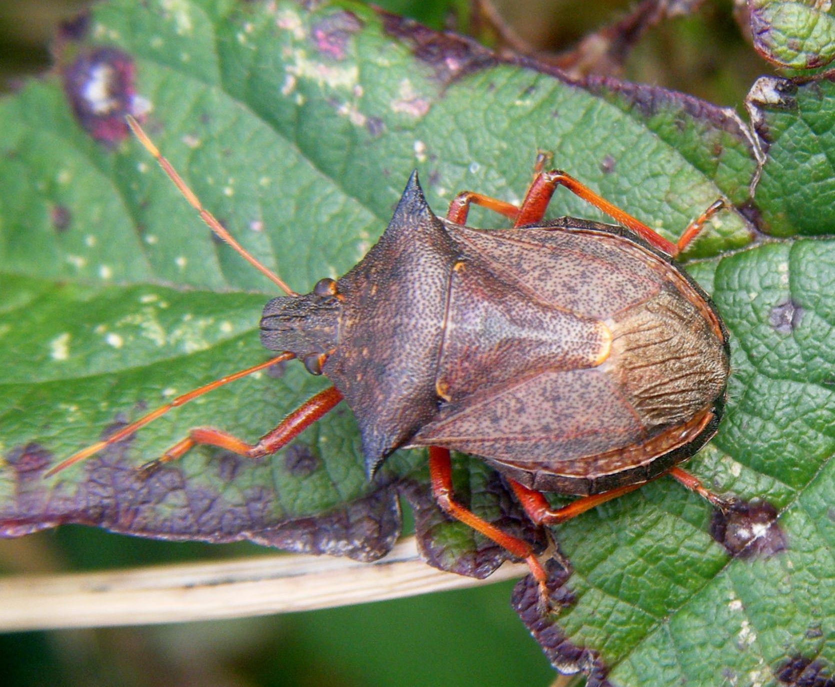 Spiked Shieldbug | NatureSpot