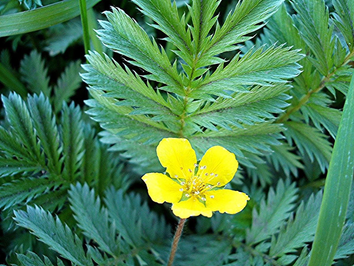 Silverweed | NatureSpot