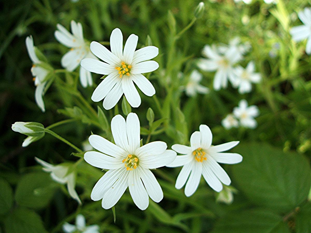 Greater Stitchwort | NatureSpot