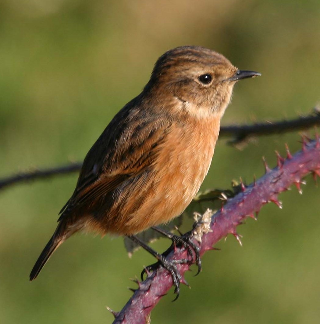 Stonechat | NatureSpot