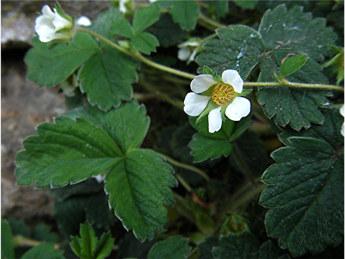 insulin from plants Insulin Plant – MyOwnGarden® main image 1