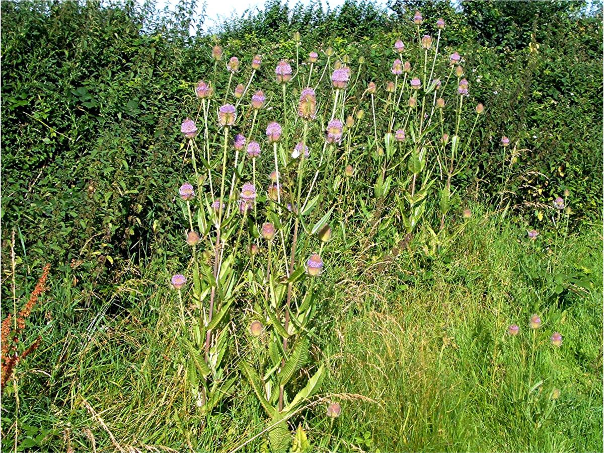 Wild Teasel | NatureSpot