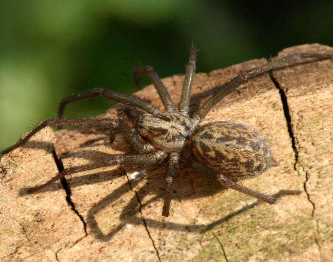 Giant House Spider (tegenaria gigantea) Giant house spider, House spider, Spider