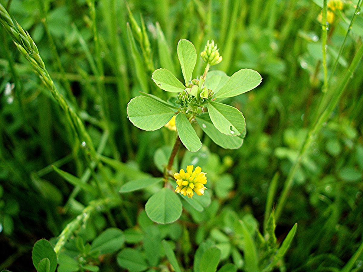 Lesser Trefoil | NatureSpot