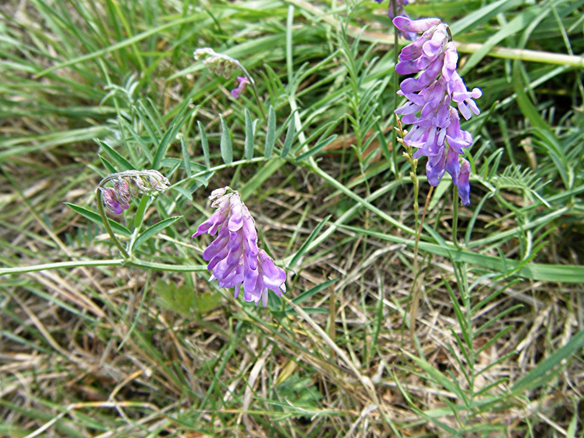 Tufted Vetch | NatureSpot