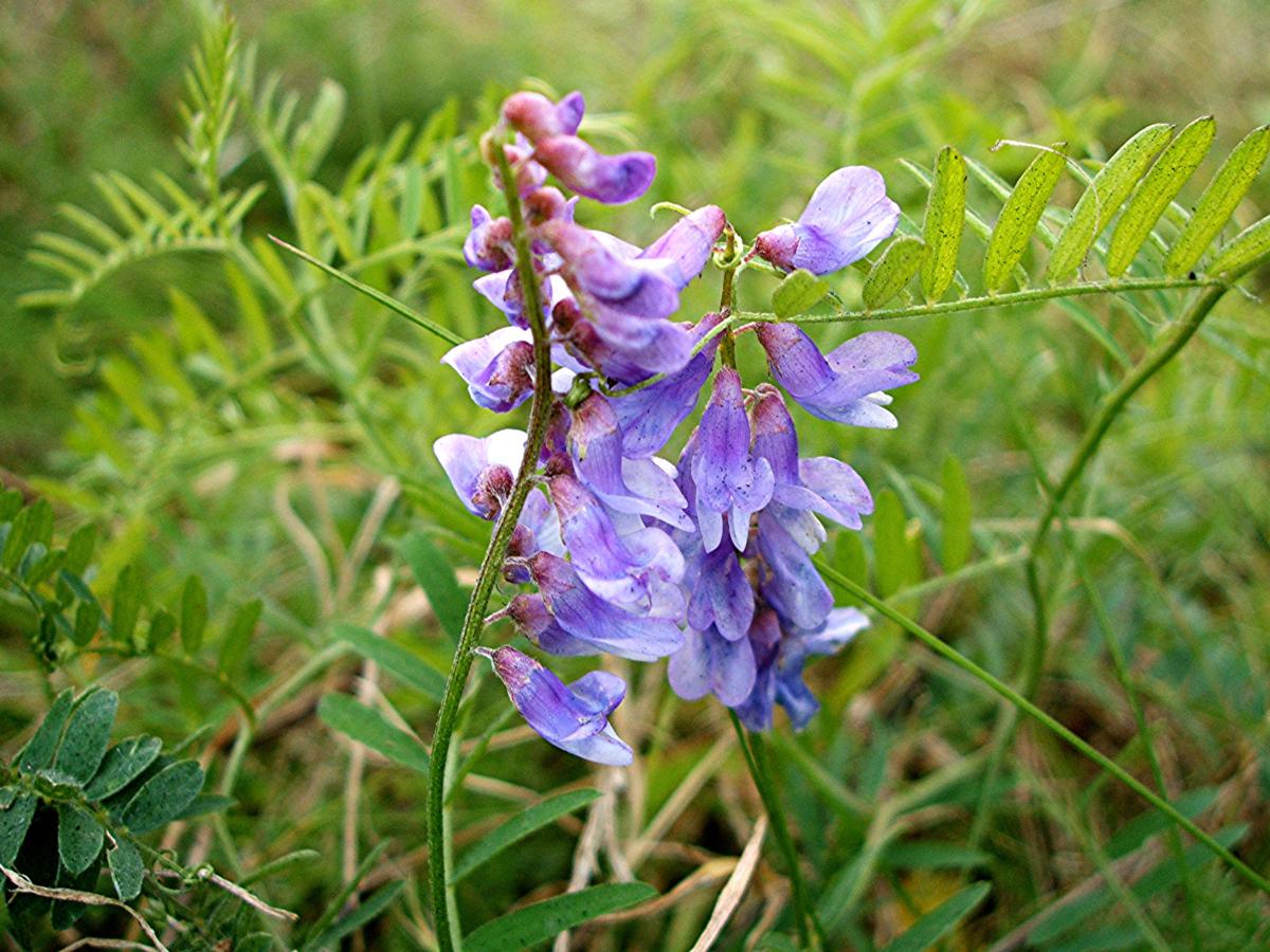 Tufted Vetch | NatureSpot