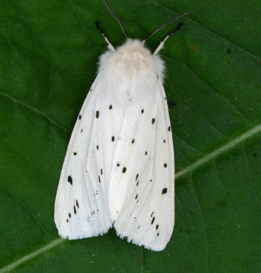 white ermine moth