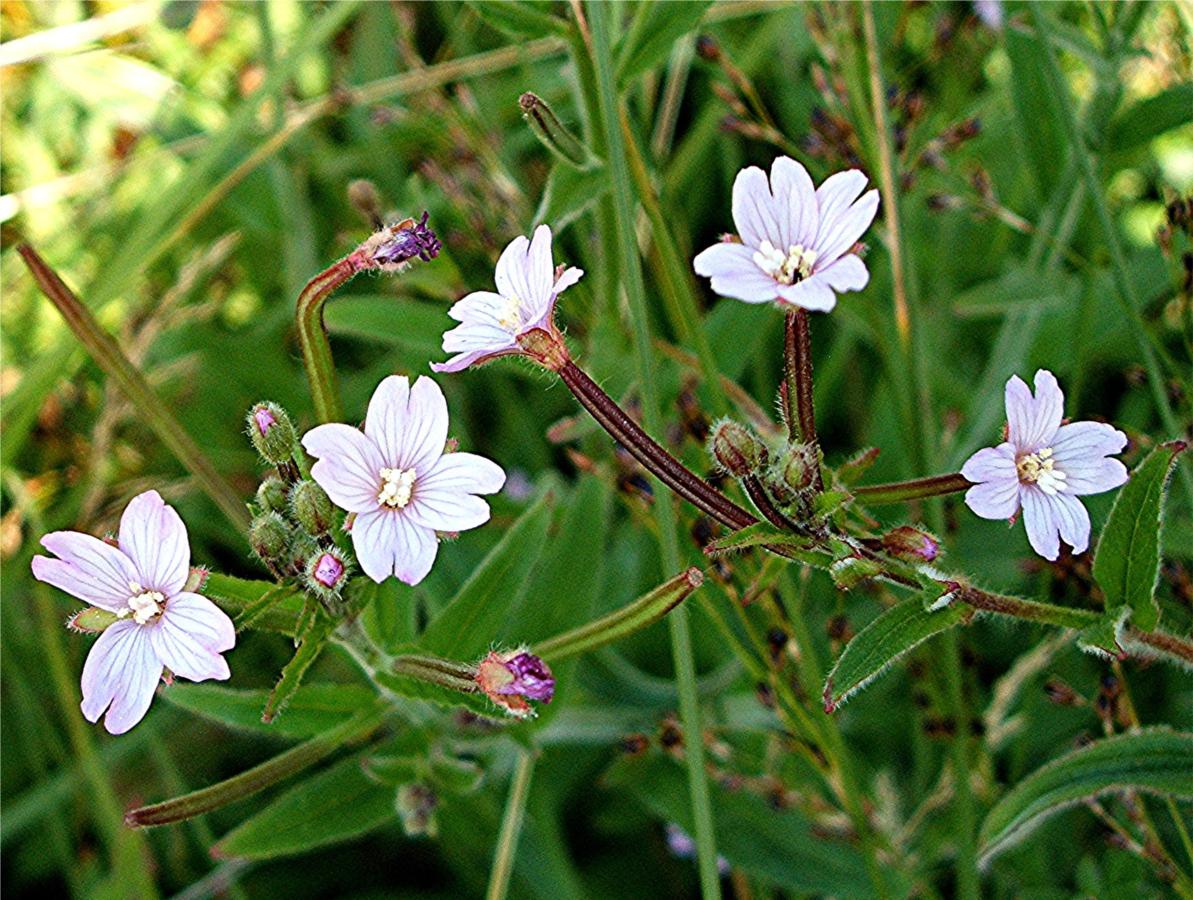 Hoary Willowherb | NatureSpot