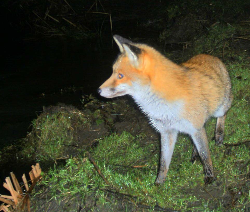 Fox | NatureSpot