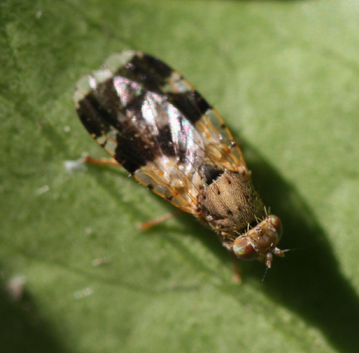 Tephritis formosa | NatureSpot