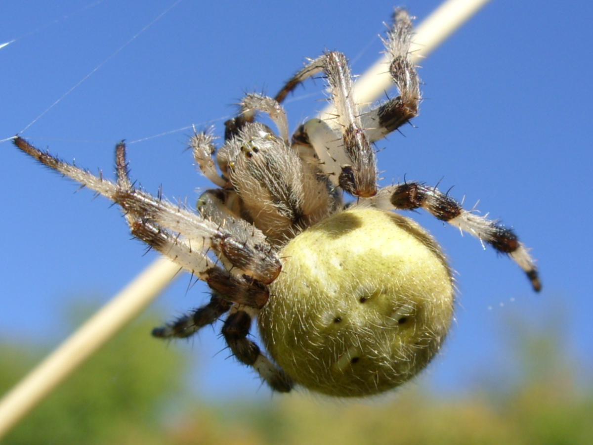 Four-spotted Orb Weaver | NatureSpot