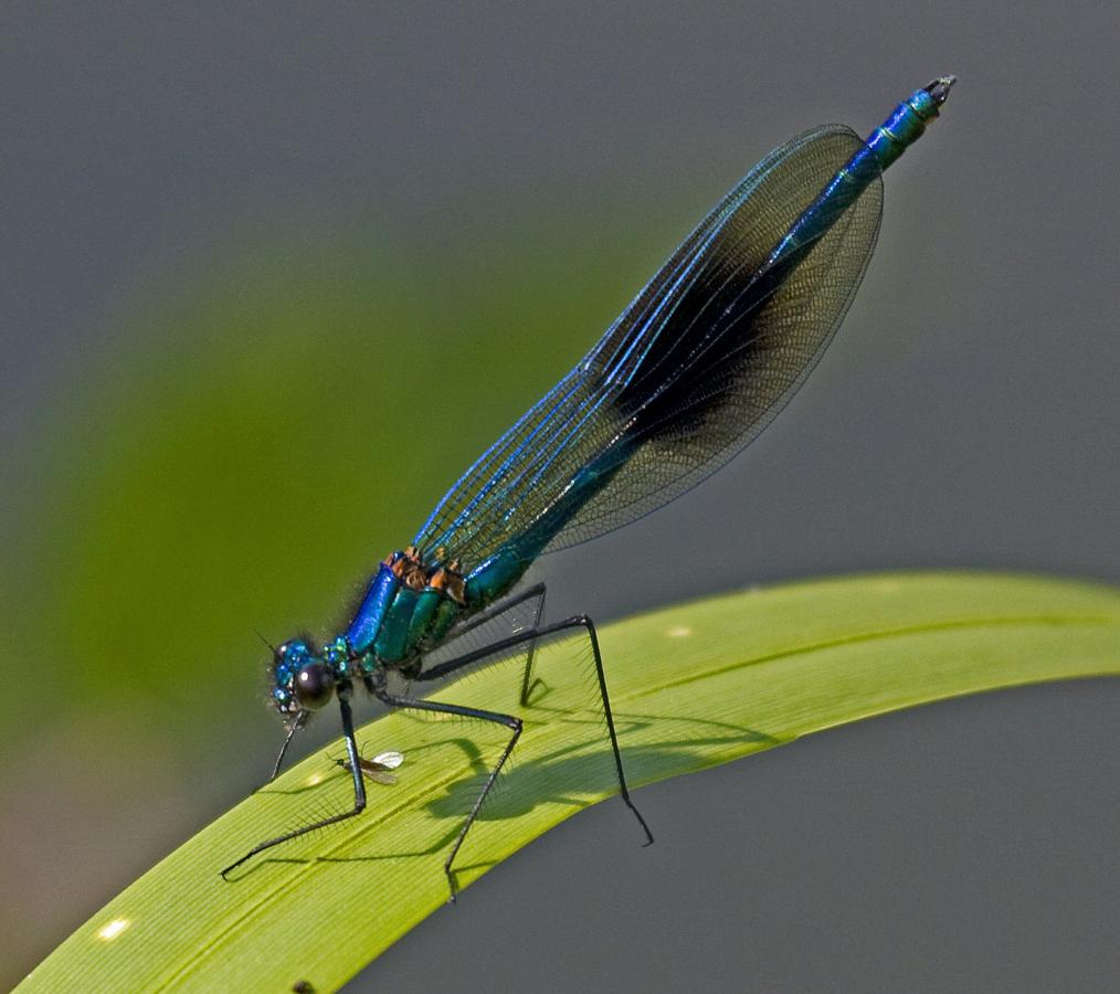 Banded Demoiselle | NatureSpot