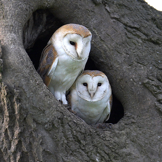 Barn Owl | NatureSpot