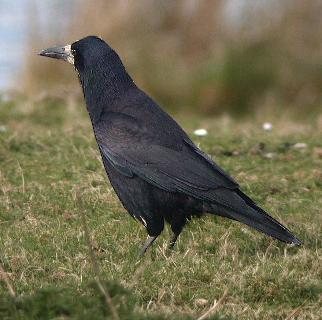 Rook, Bird Identification Guide