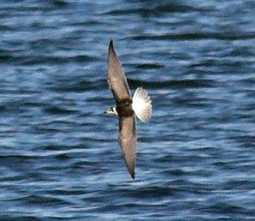 White-winged Black Tern | NatureSpot