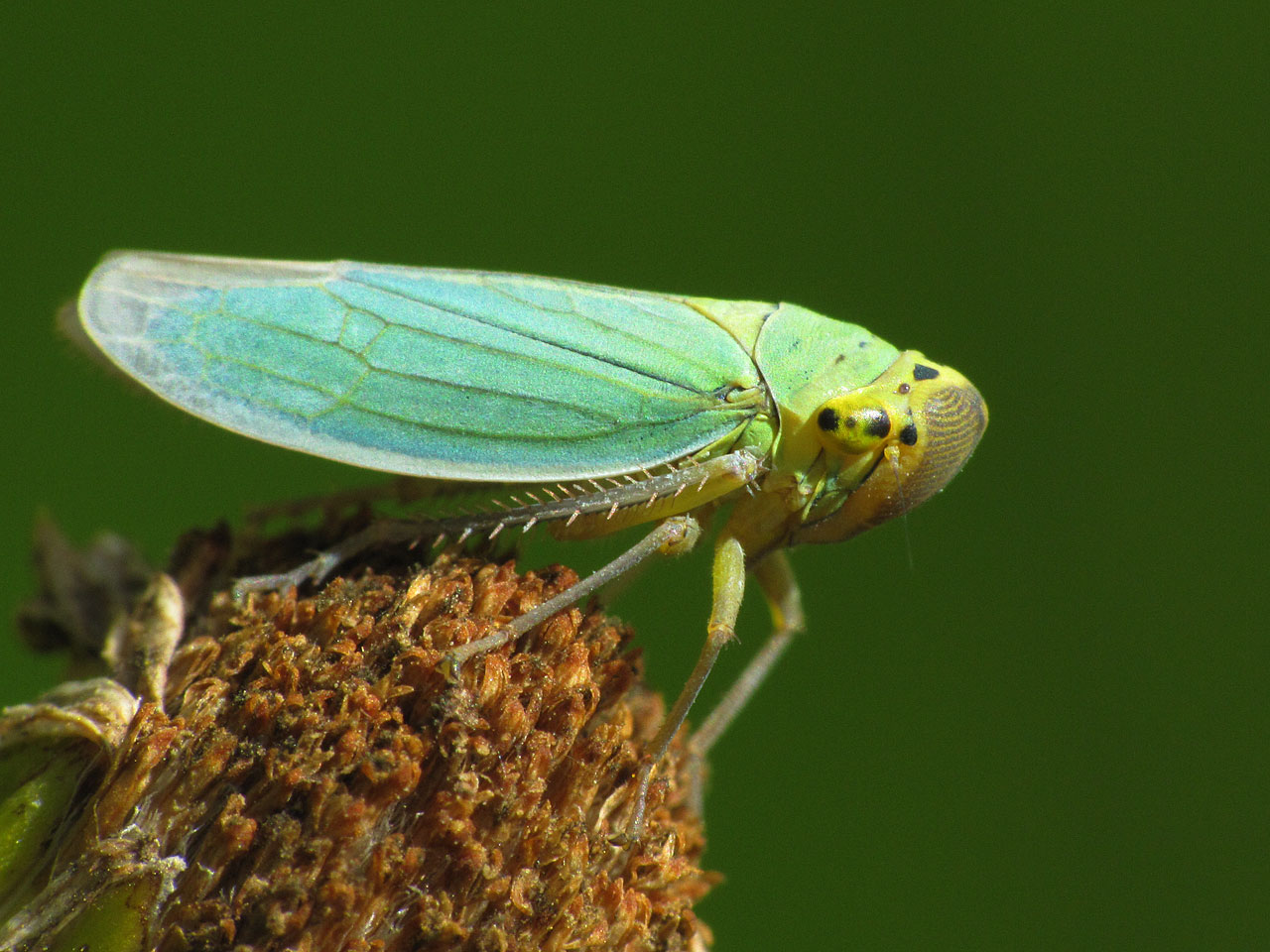 Green Leaf-hopper | NatureSpot