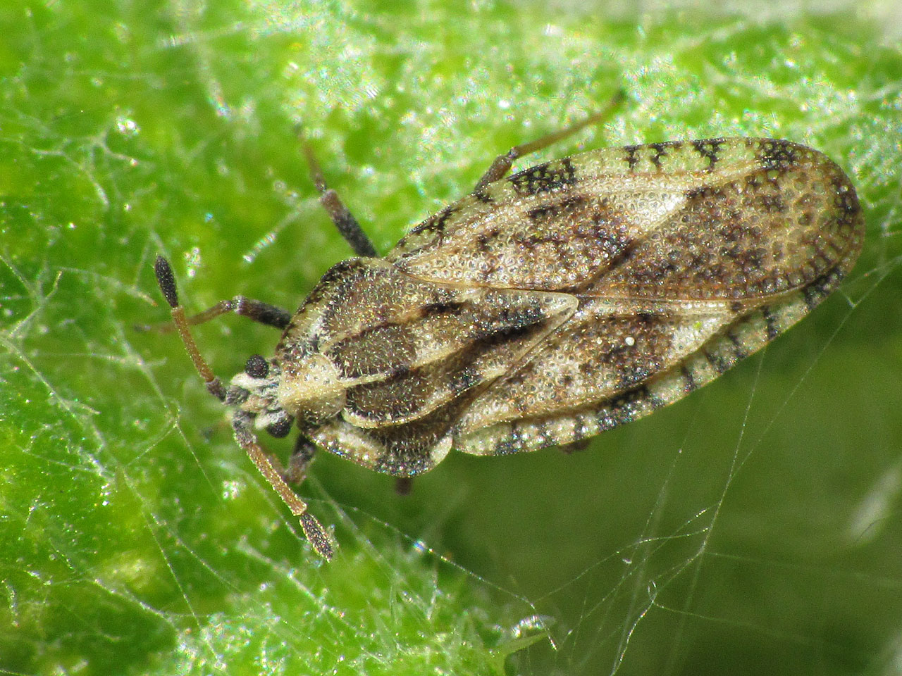 Spear Thistle Lacebug | NatureSpot