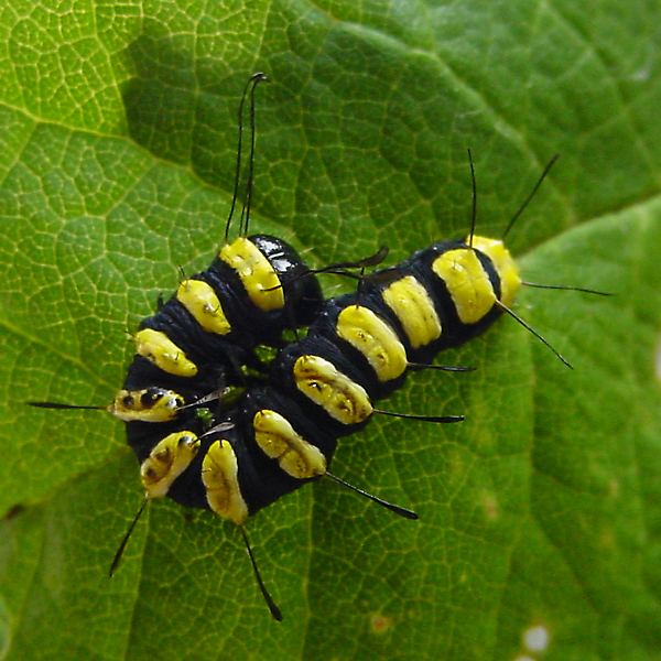 Alder Moth | NatureSpot