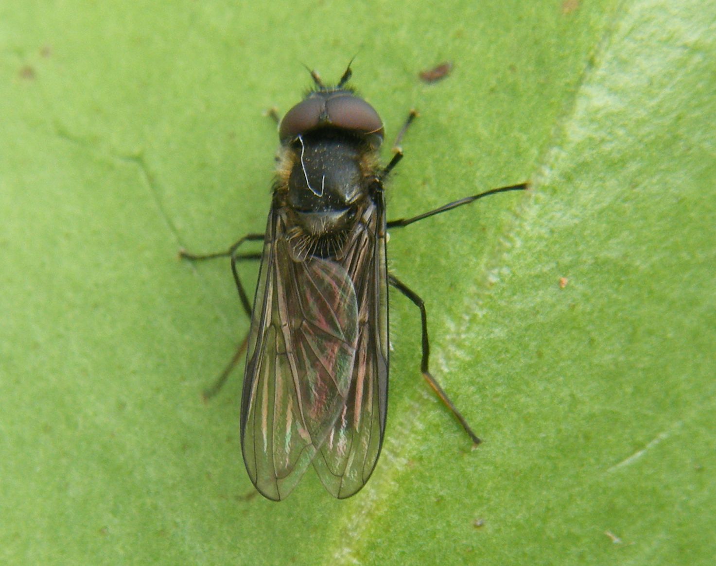 Melangyna quadrimaculata | NatureSpot