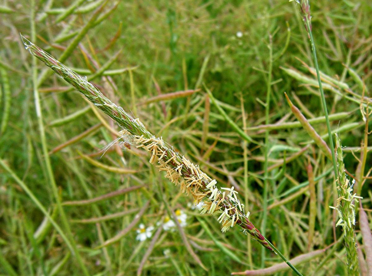 Black-grass | NatureSpot