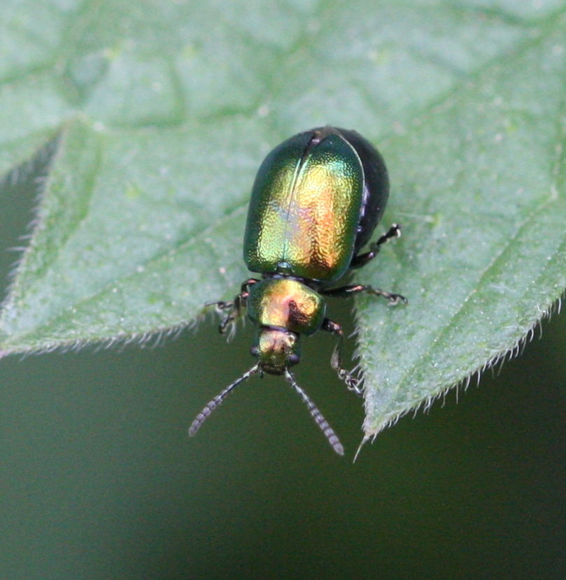 Green Dock Beetle | NatureSpot