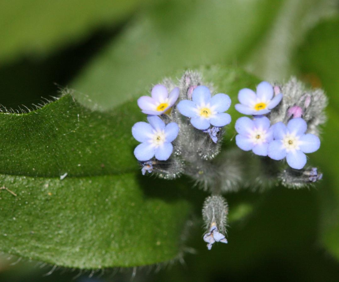 Myosotis arvensis - Field forget-me-not Seeds – Stocks & Green