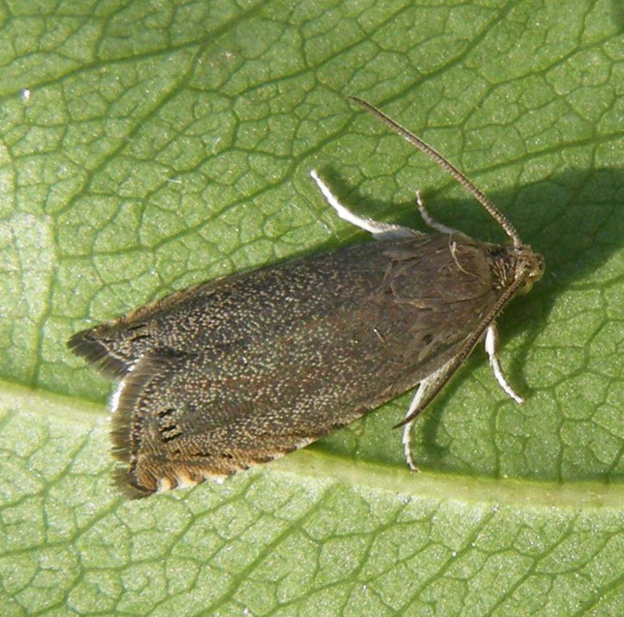 Pea Moth | NatureSpot