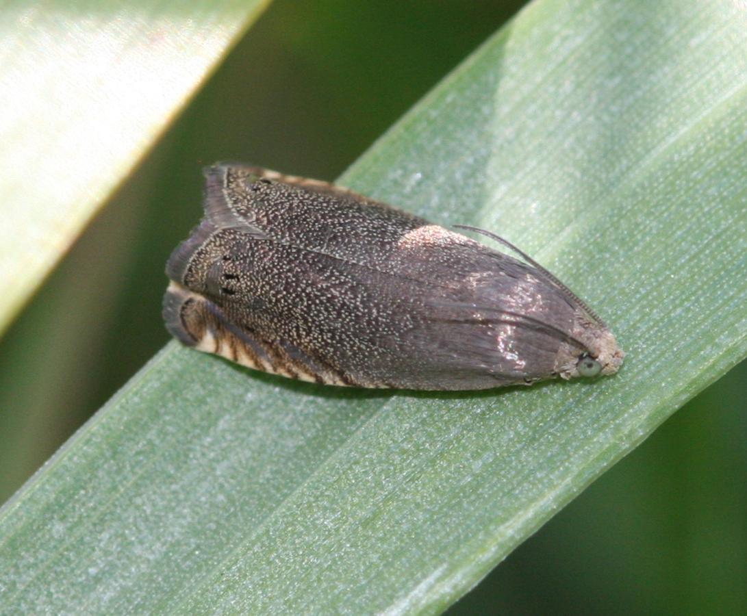 Pea Moth | NatureSpot