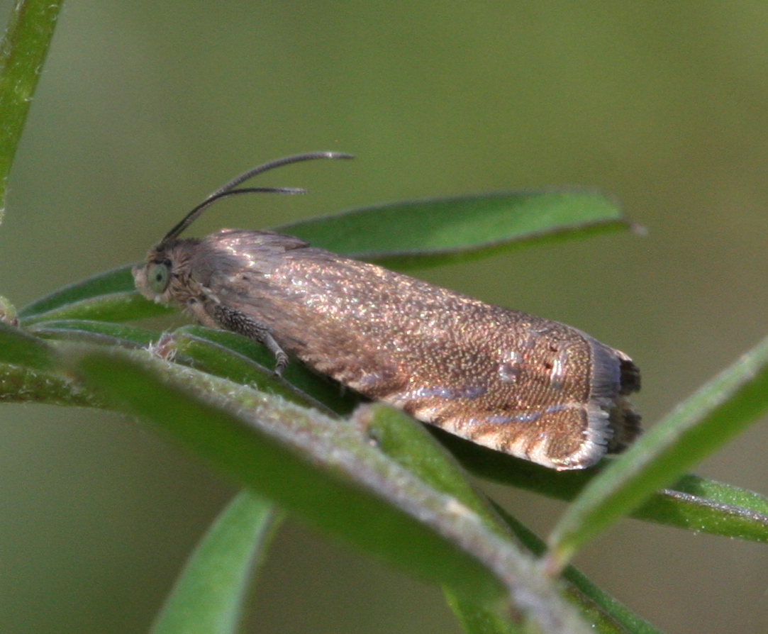 Pea Moth | NatureSpot