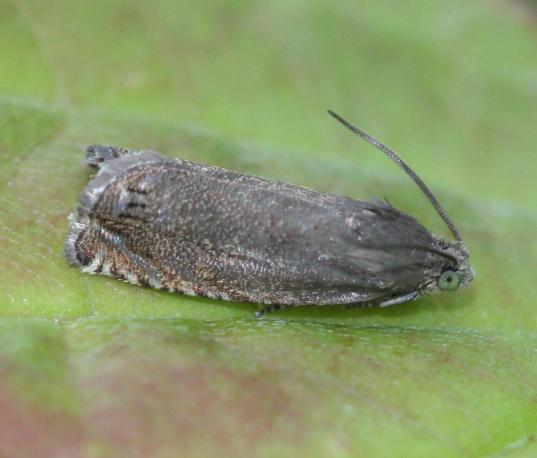 Pea Moth | NatureSpot